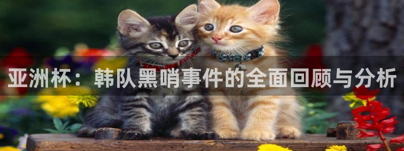 世界杯今日赛程直播：亚洲杯：韩队黑哨事件的全面回顾与分析